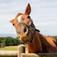 Los caballos detectan el miedo humano a través del olor
