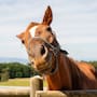 Los caballos pueden oler el miedo humano: un estudio descubrió que el sudor producido durante una situación aterradora aumenta su alerta, eleva su frecuencia cardiaca y reduce el contacto con las personas