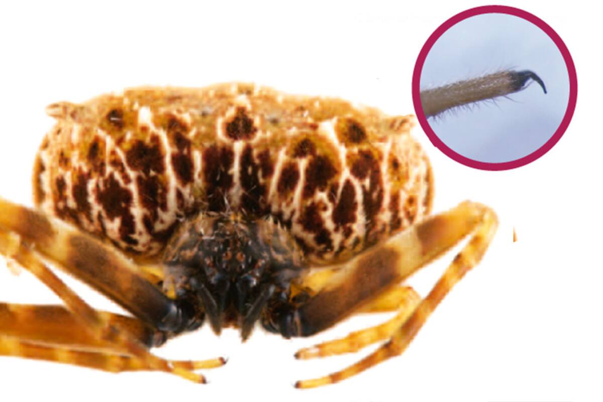 Descubren en Ecuador nueva especie de araña que usa sus uñas como cuchillos para cazar
