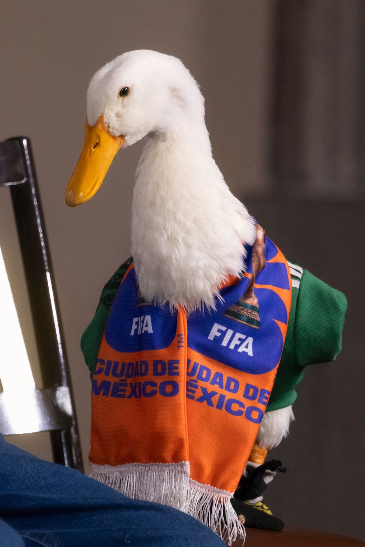 El famoso pato Merlín, considerado por muchos como la mascota no oficial del Mundial 2026, llegó junto a su familia a la mañanera en Palacio Nacional.