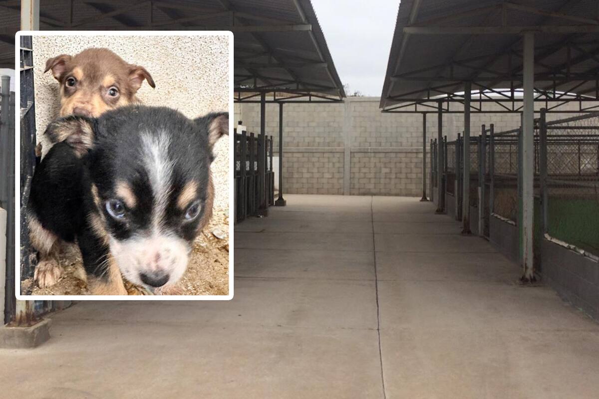 Más de 70 perros esperan ser adoptados en Rosarito
