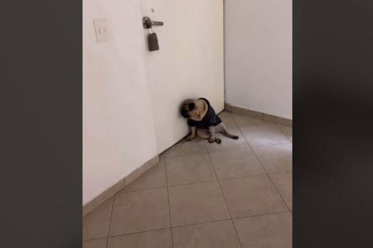 Perrito se entristece cuando su dueña se va de su casa y reacción se hace viral