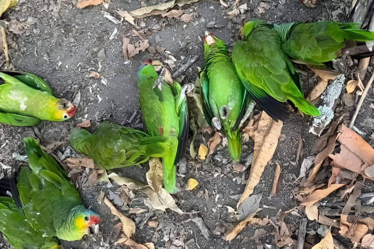 Aves mueren por el calor extremo en la Huasteca Potosina