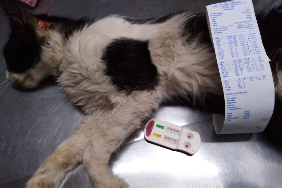 Diagnostican gato con virus de inmunodeficiencia felina