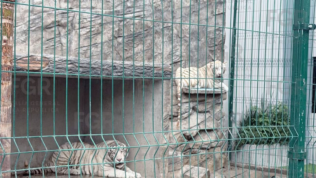 FGR captura dos tigres blancos durante un cateo en Durango y el estado suma dos operativos con rescate de grandes felinos en menos de dos semanas