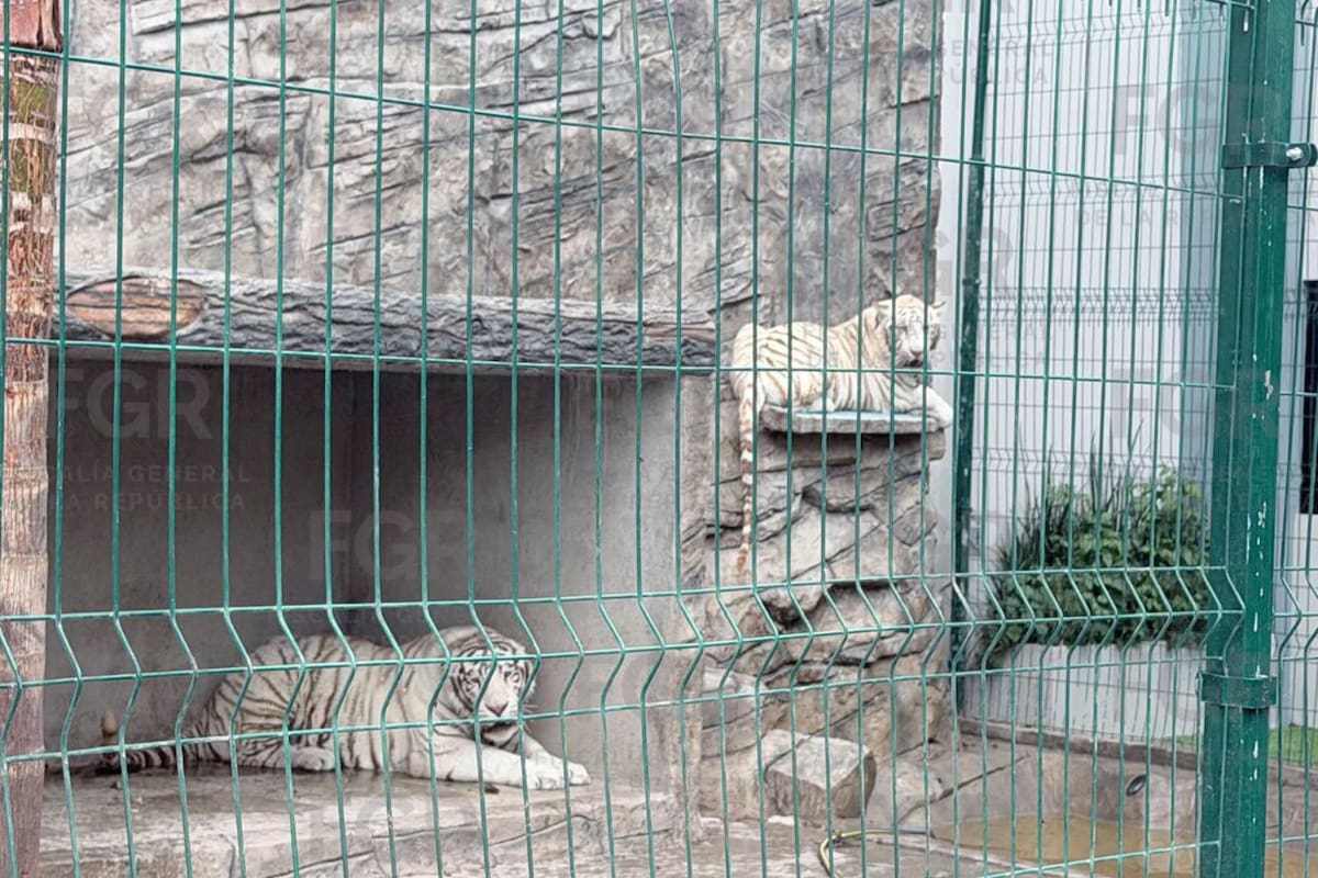 FGR captura dos tigres blancos durante un cateo en Durango y el estado suma dos operativos con rescate de grandes felinos en menos de dos semanas