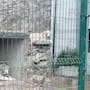 FGR captura dos tigres blancos durante un cateo en Durango y el estado suma dos operativos con rescate de grandes felinos en menos de dos semanas