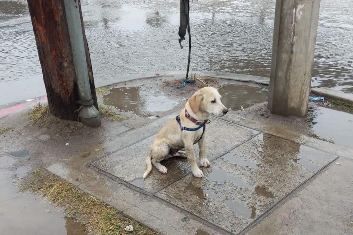 Perros de la calle entre los más afectados por el calor y las lluvias