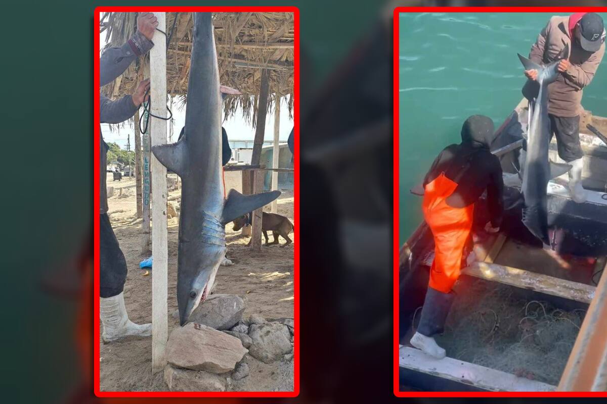 Confirman presencia de tiburón en Bahía de Kino; autoridades continúan con investigaciones