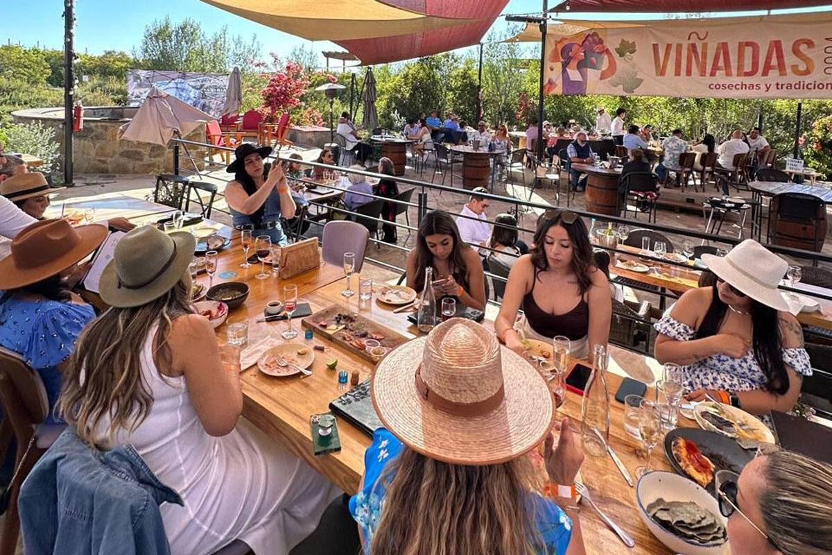Viñadas 2024 inicia en Valle de Guadalupe