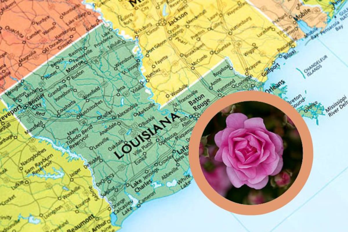 La rosa que sobrevivió al huracán Katrina y se convirtió en símbolo de esperanza
