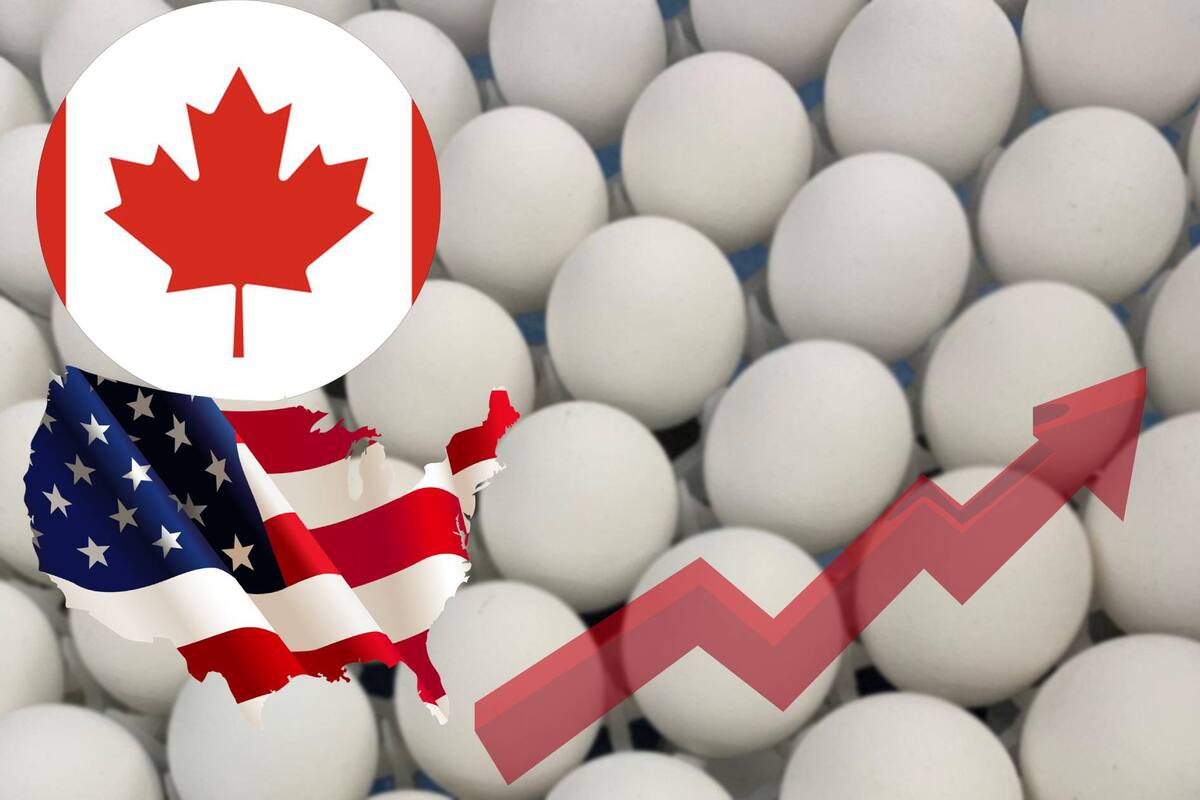Aumento de precio en huevo en Estados Unidos incrementó el contrabando de este alimento desde Canadá