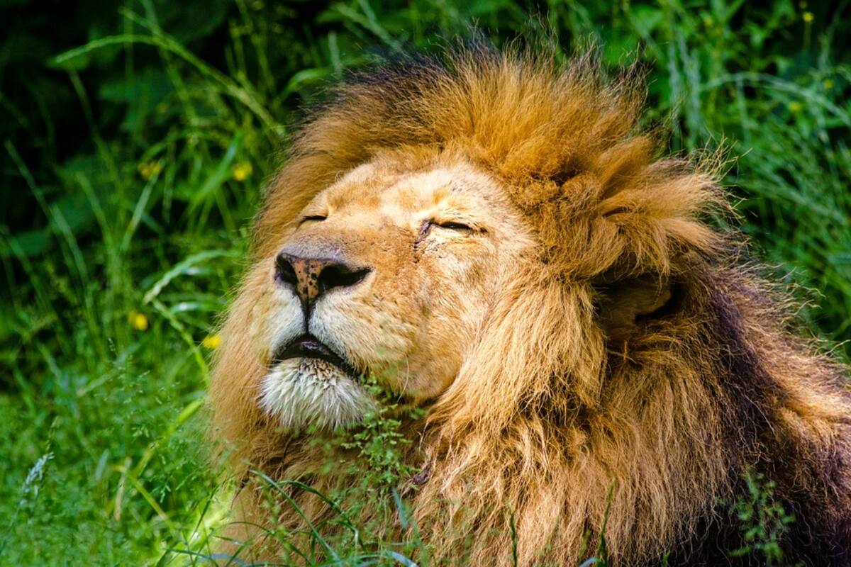 Tiene un león de 80 kilos como mascota