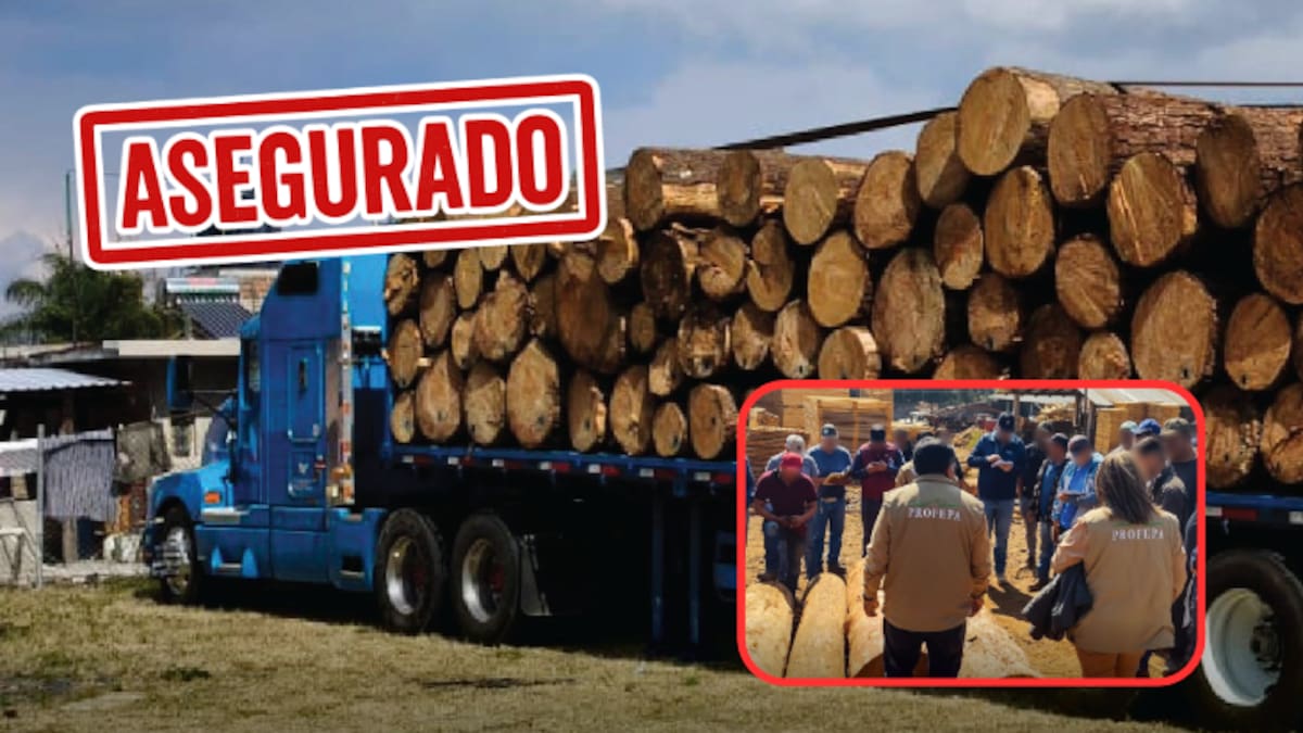 Profepa decomisa madera ilegal en Michoacán: dos vehículos asegurados y operativos nocturnos contra la tala en la zona de la Mariposa Monarca