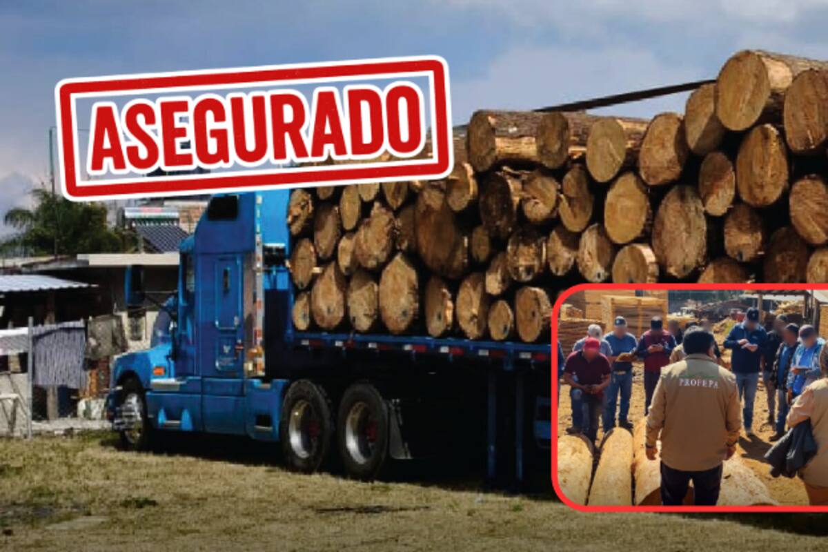 Profepa decomisa madera ilegal en Michoacán: dos vehículos asegurados y operativos nocturnos contra la tala en la zona de la Mariposa Monarca