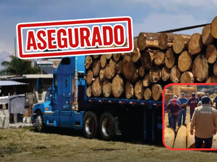 Profepa decomisa madera ilegal en Michoacán: dos vehículos asegurados y operativos nocturnos contra la tala en la zona de la Mariposa Monarca