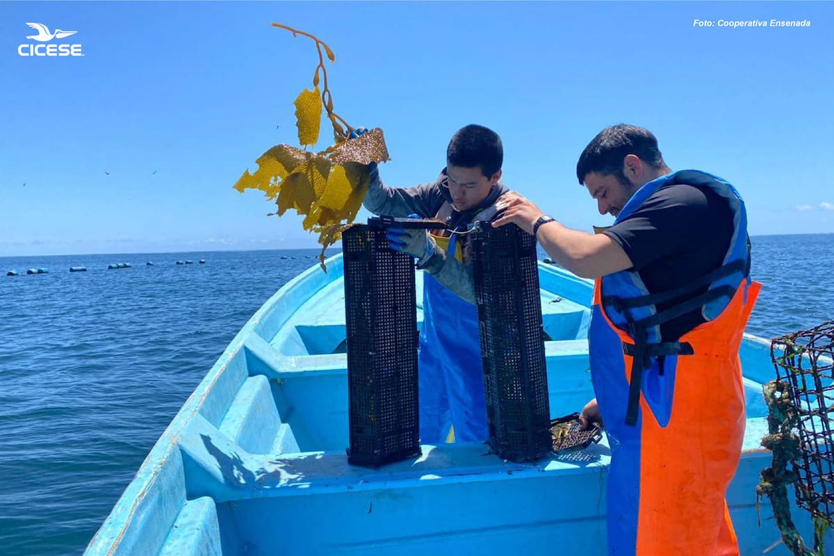 Cicese entrega 15 mil semillas de abulón a Cooperativa Ensenada