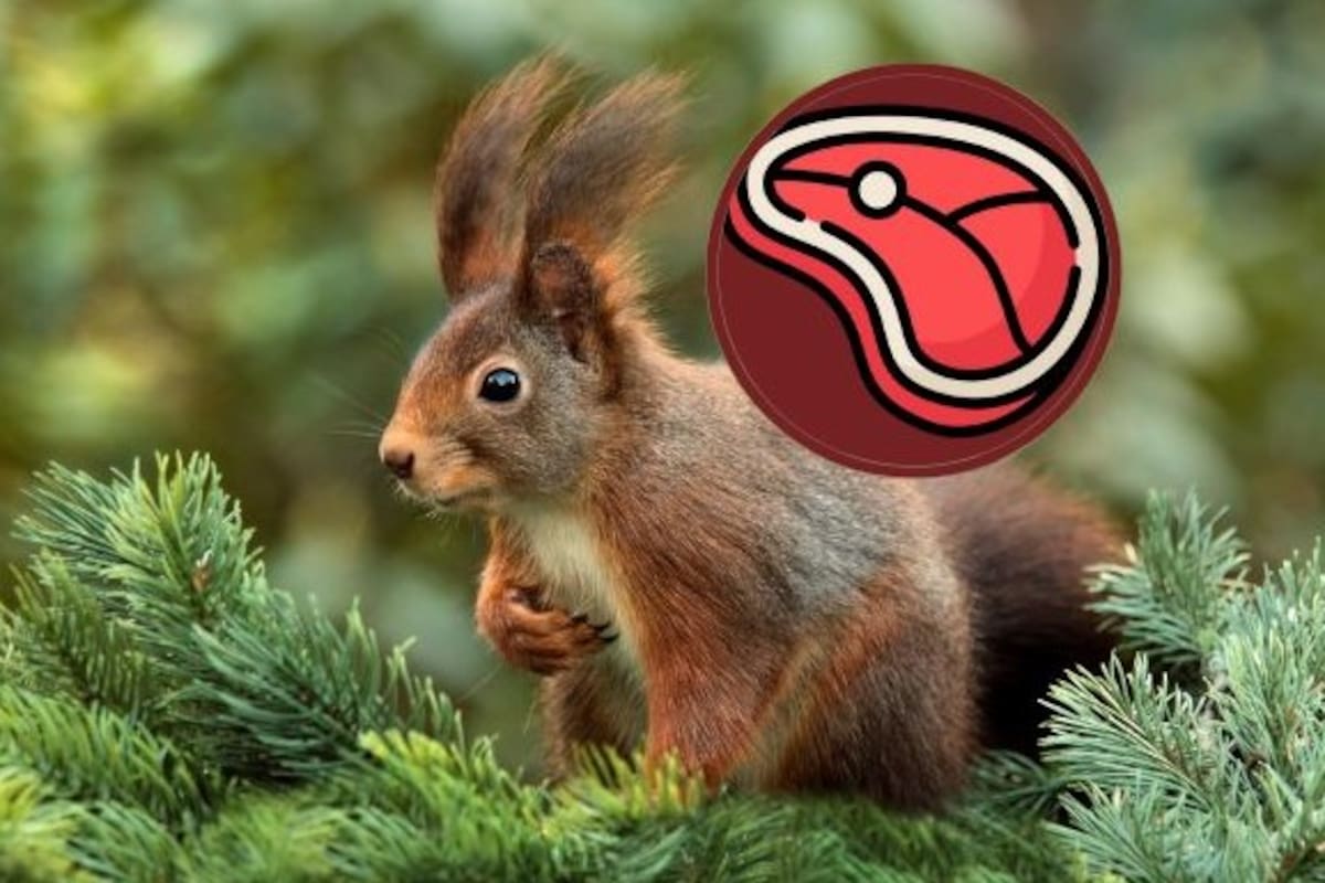 El comportamiento de las ardillas que intriga a los científicos