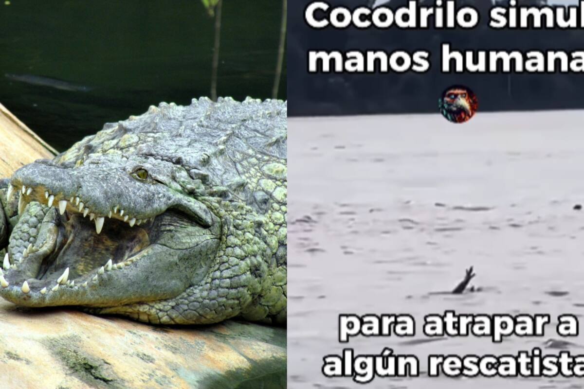 ¡Impresionante!: Cocodrilos en Indonesia fingen ser humanos ahogándose para atraer víctimas y devorarlas