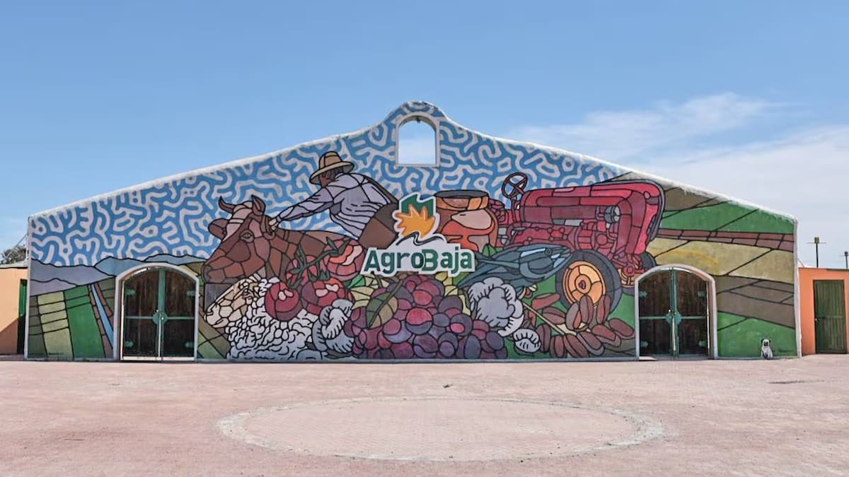 Conferencias, talleres de cocina y paneles: así será la agenda de AgroBaja 2026