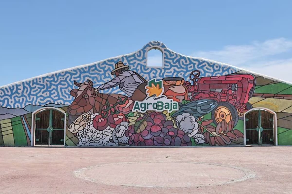 Conferencias, talleres de cocina y paneles: así será la agenda de AgroBaja 2026