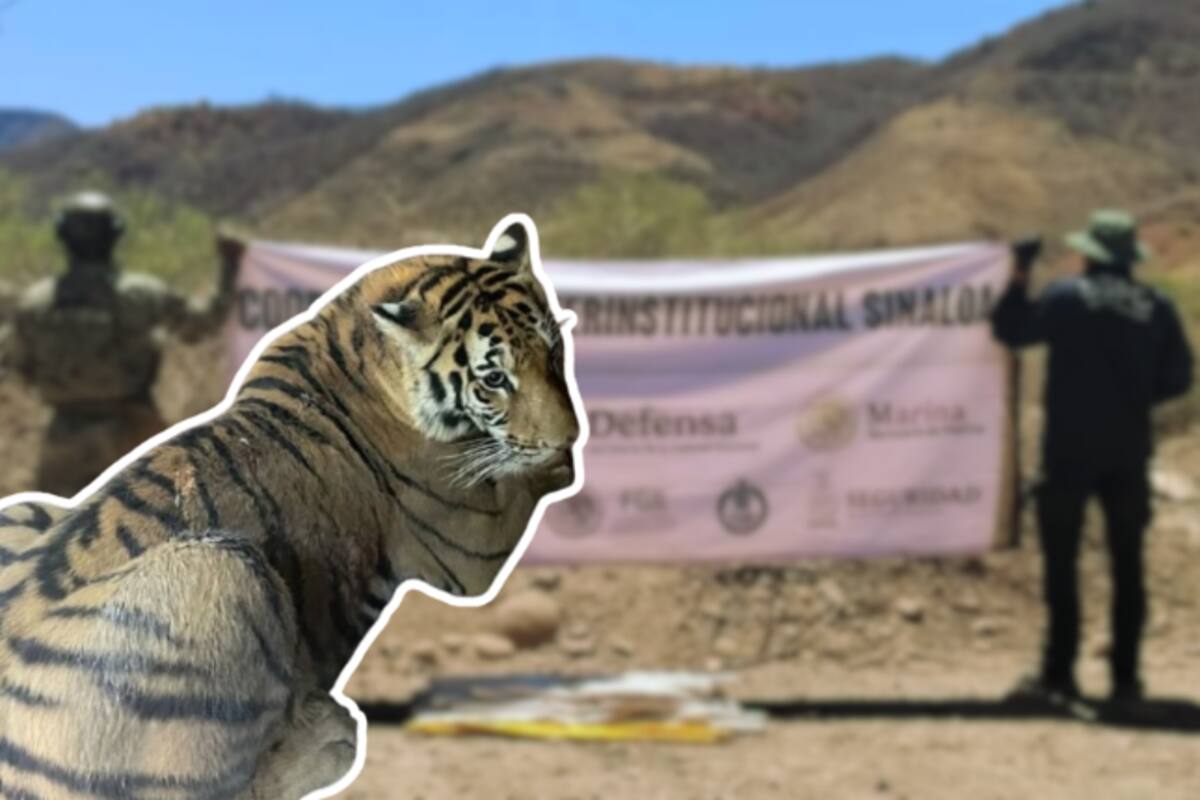 Aseguran en Sinaloa de Leyva a dos tigres de Bengala, explosivos y vehículos robados