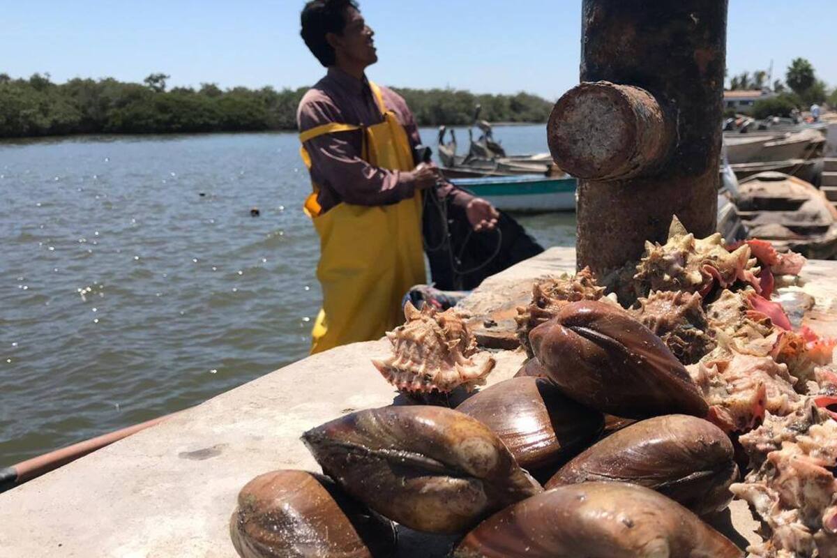Urge a pescadores de Yavaros se abra la veda del camarón