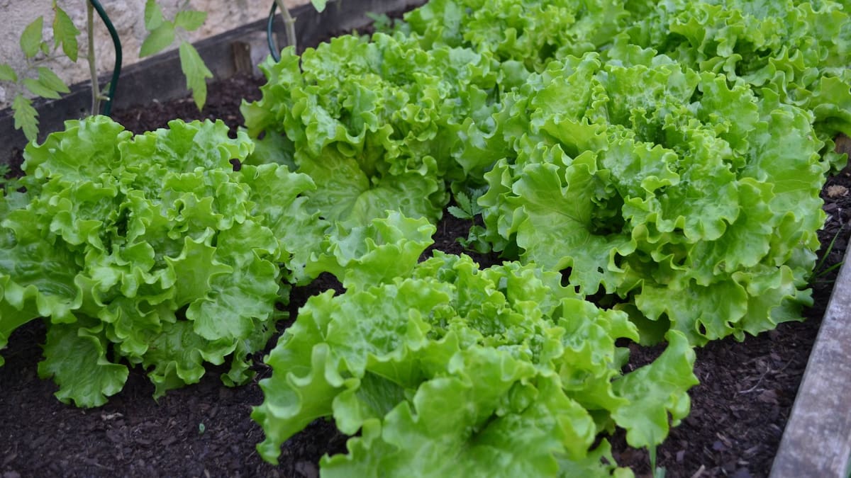 ¿Insomnio El agua de lechuga podría mejorar la calidad del sueño | Foto: Especial (canva)