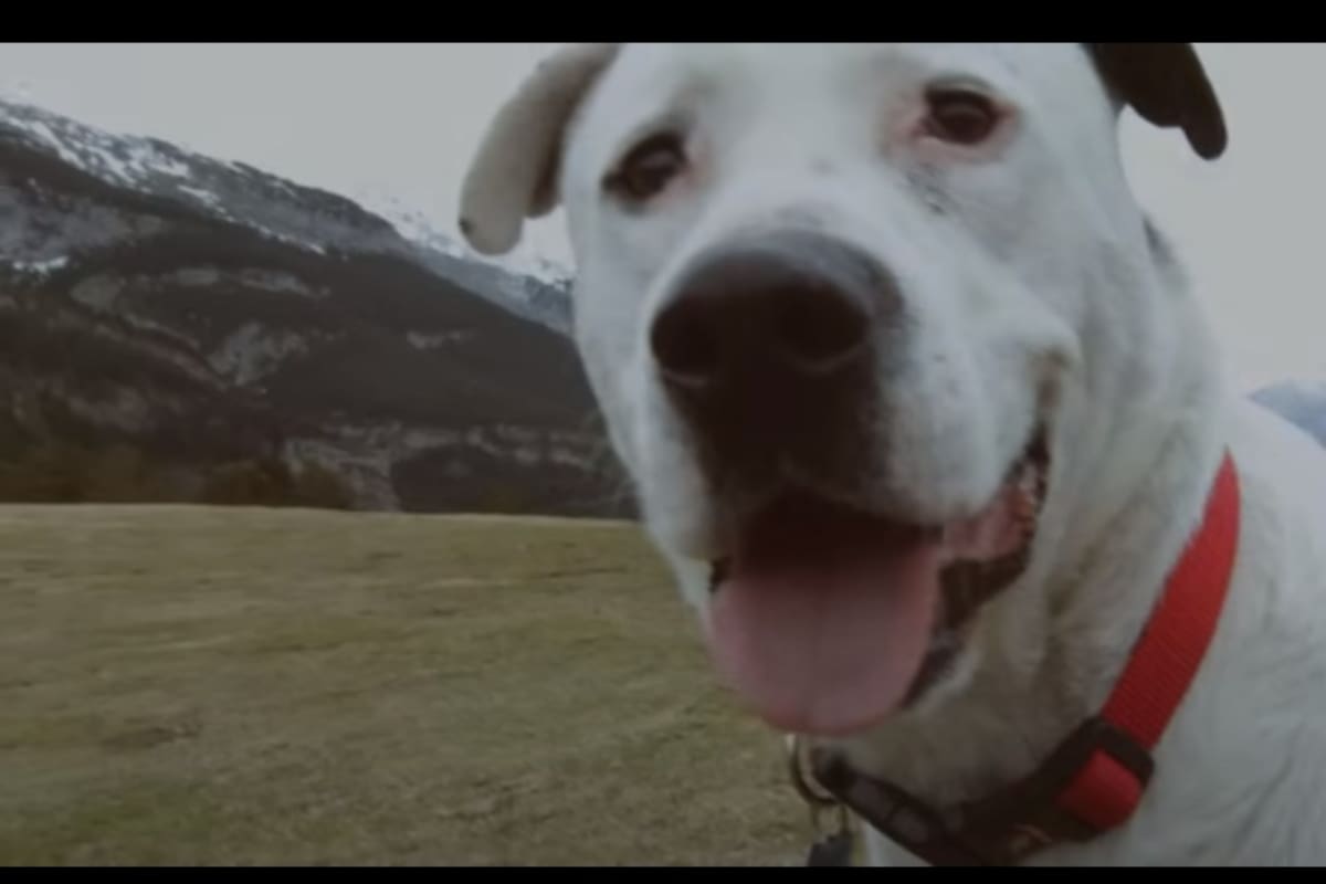 Cinco canciones inspiradas en perros