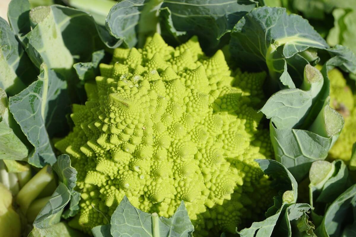 Los fractales son mucho más que una coliflor