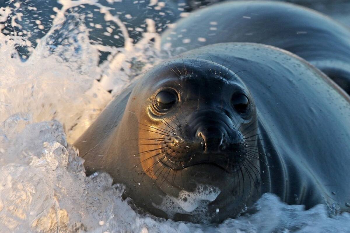 Una foca 'criticona' de aspecto humano y fuerte mirada se viraliza en la Red