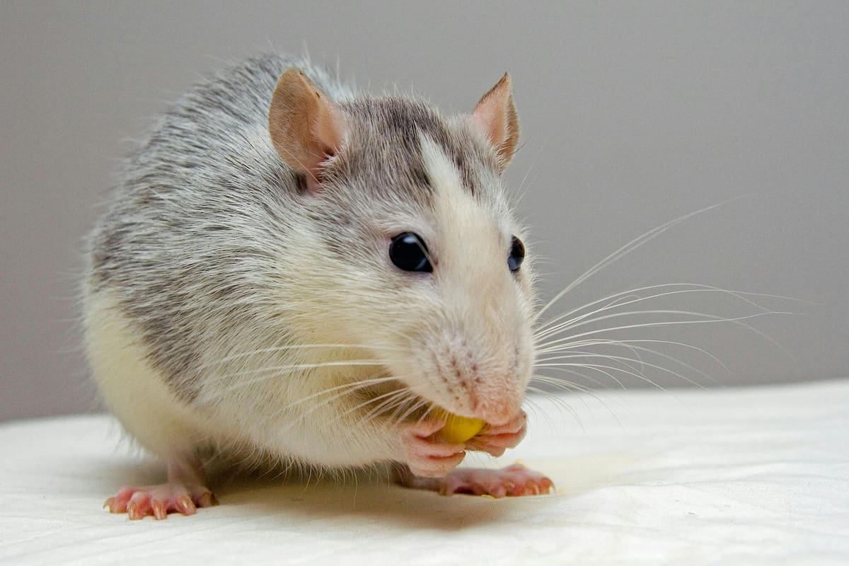 ¿Los ratones macho pueden cantar? Esto revelan los científicos