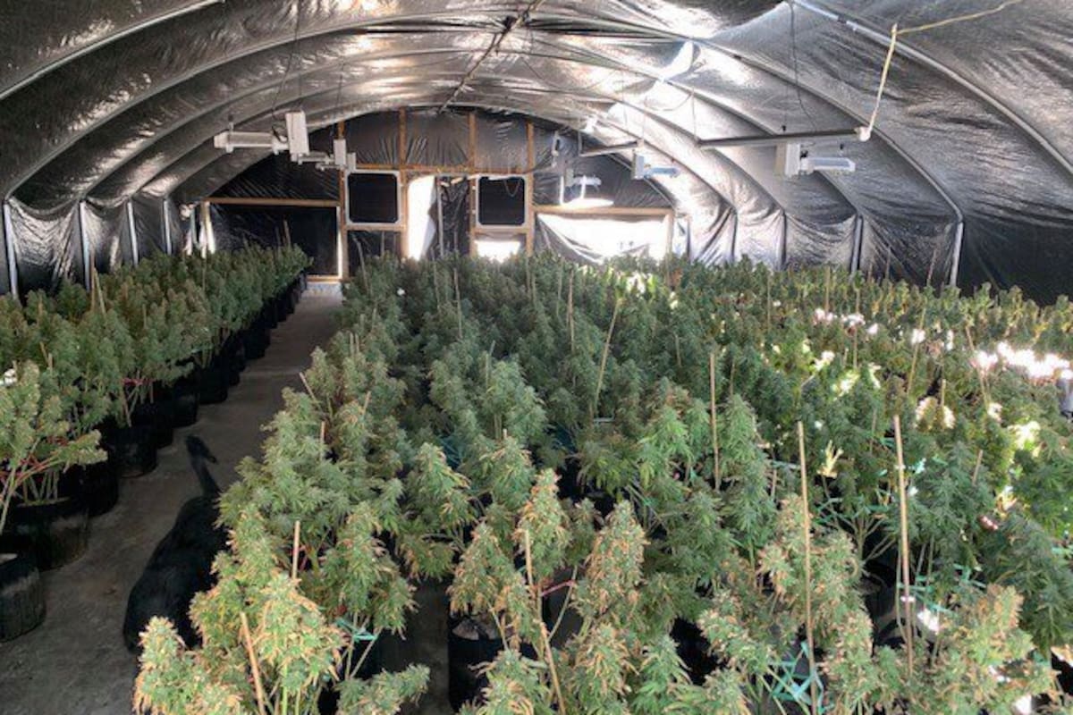 Chinos, mexicanos y guatemaltecos operaban invernadero de mariguana en límites de California y Arizona