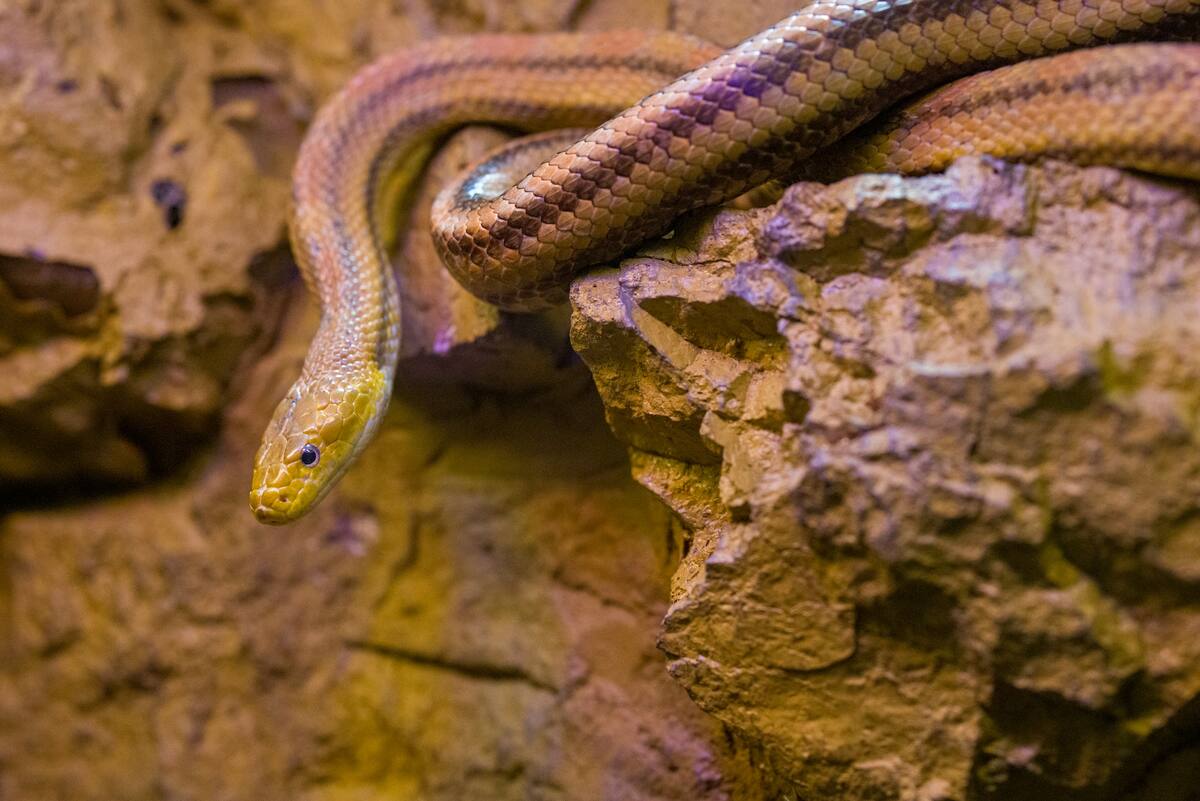 Imagen de serpiente ilustrativa/Unsplash