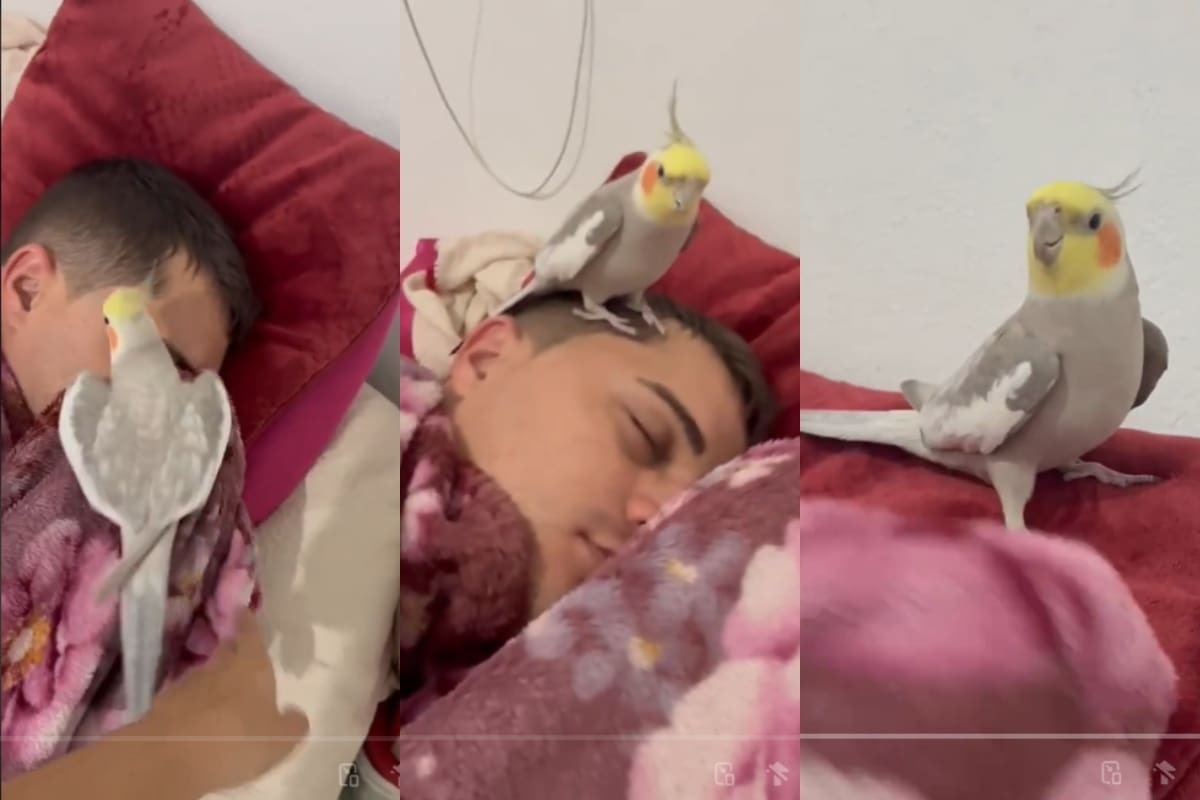 Un pajarito imita el sonido de una alarma para poder despertar a un joven