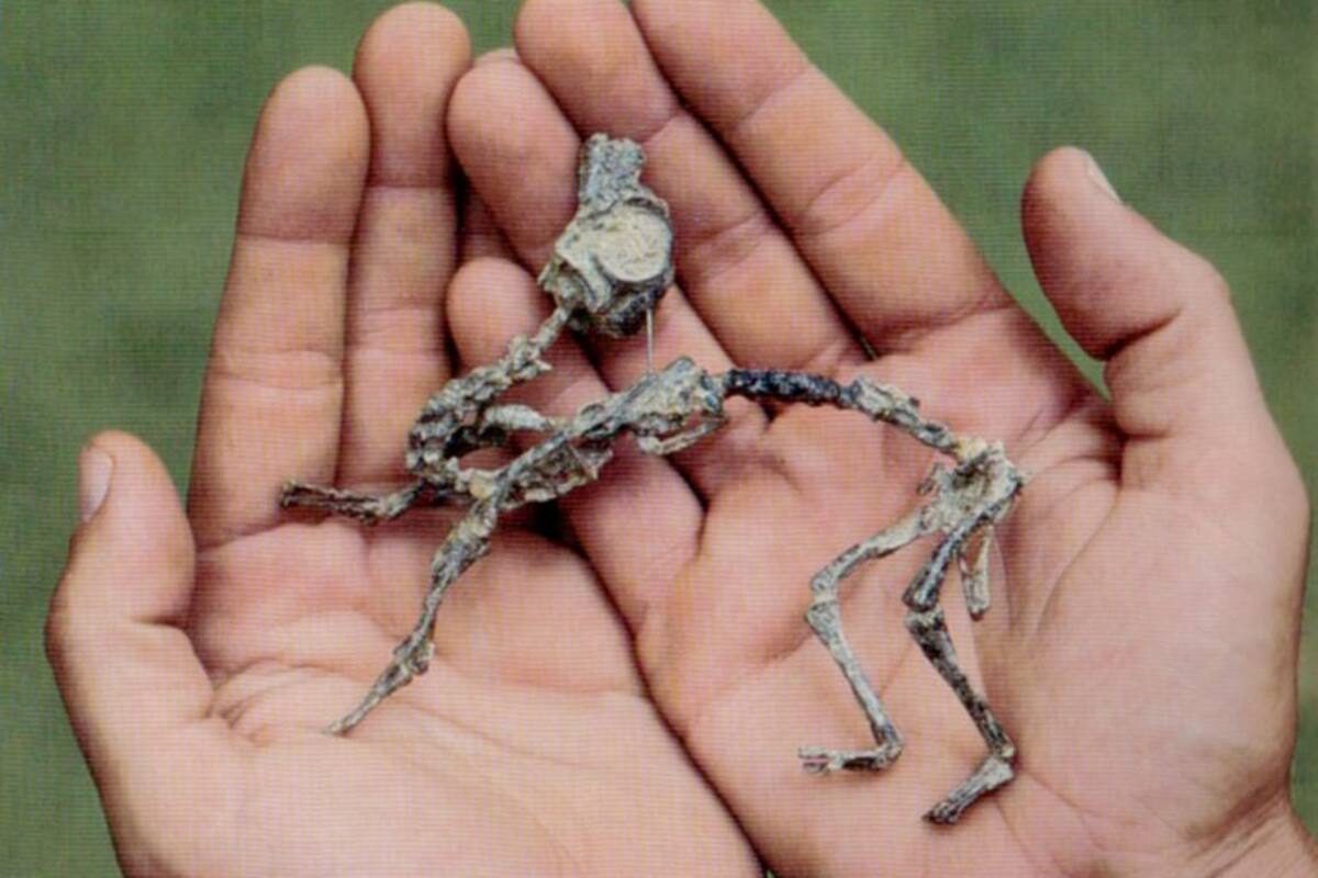 Desarollo del dinosaurio bebé para caminar en dos patas