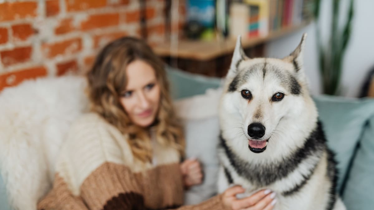 Estas son las 7 razas de perros que destacan por su instinto de protección y pueden ayudar a cuidar un hogar