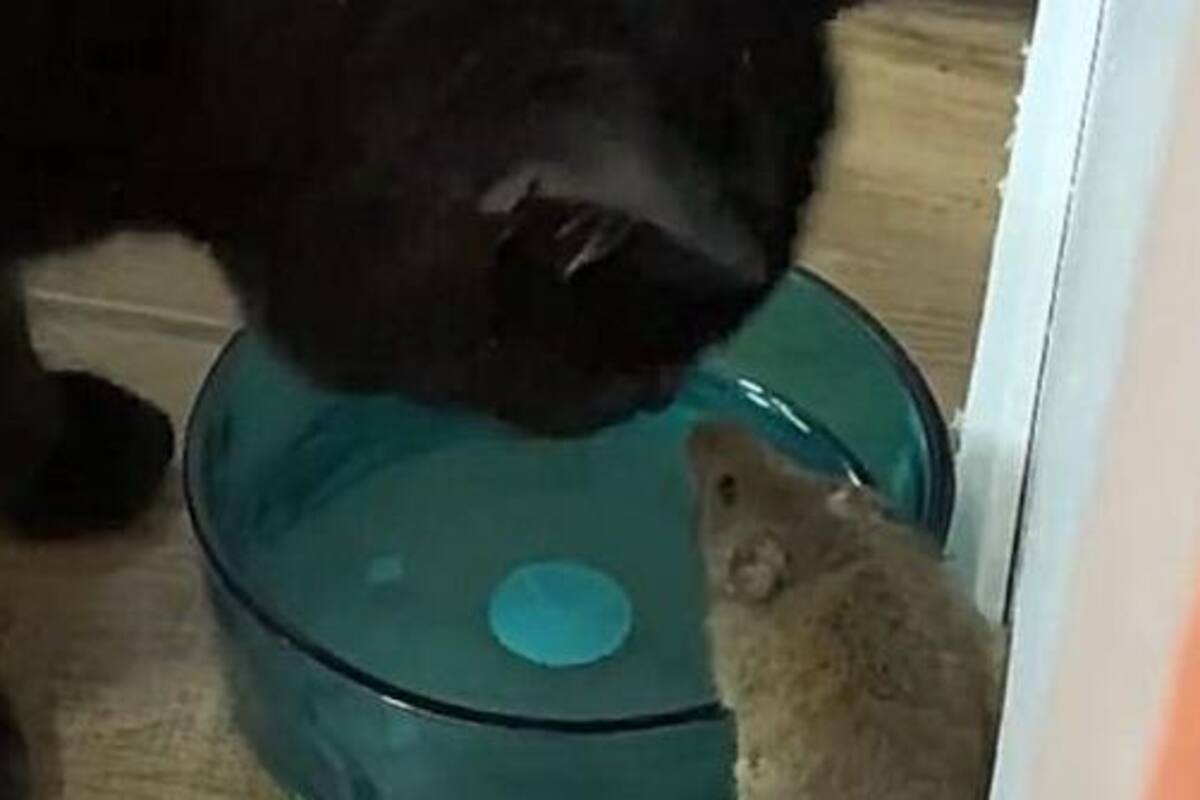 VIDEO: Un gato toma agua en compañía de un ratón y se viraliza