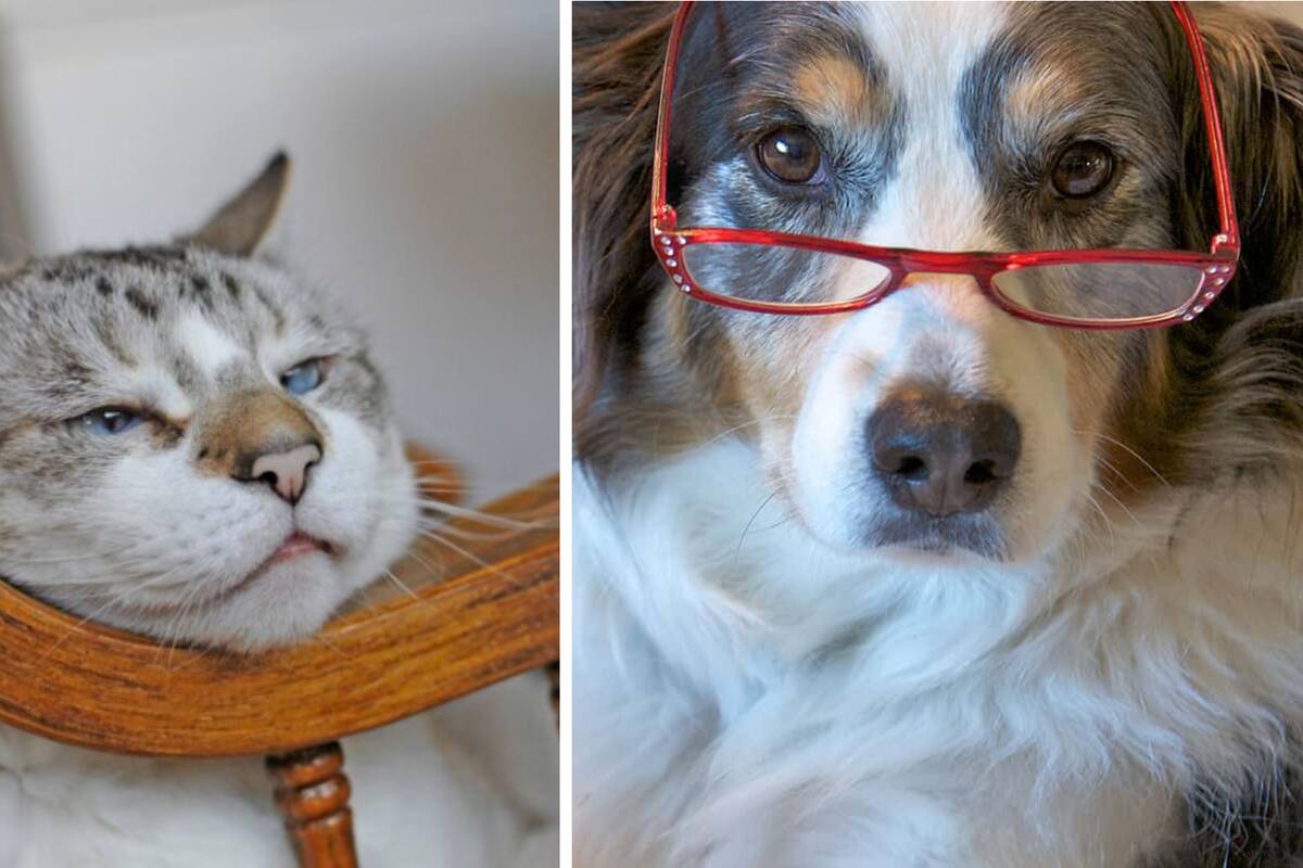 ¿Cómo saber si mi perro o gato esta envejeciendo? Estas podrían ser las primeras señales