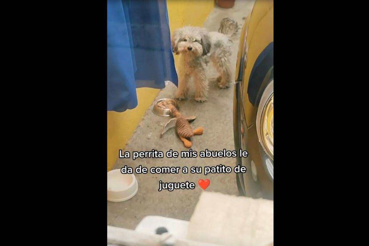 VIRAL TIKTOK: Perrito coloca su juguete en un plato para que "coman" juntos