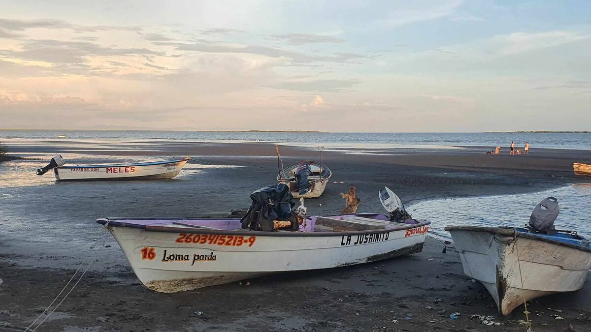 De 50 buzos que había en Yavaros sólo 15 siguen saliendo en busca del callo de hacha y extreman precauciones ante el temor a los tiburones. FOTO: JESÚS PALOMARES