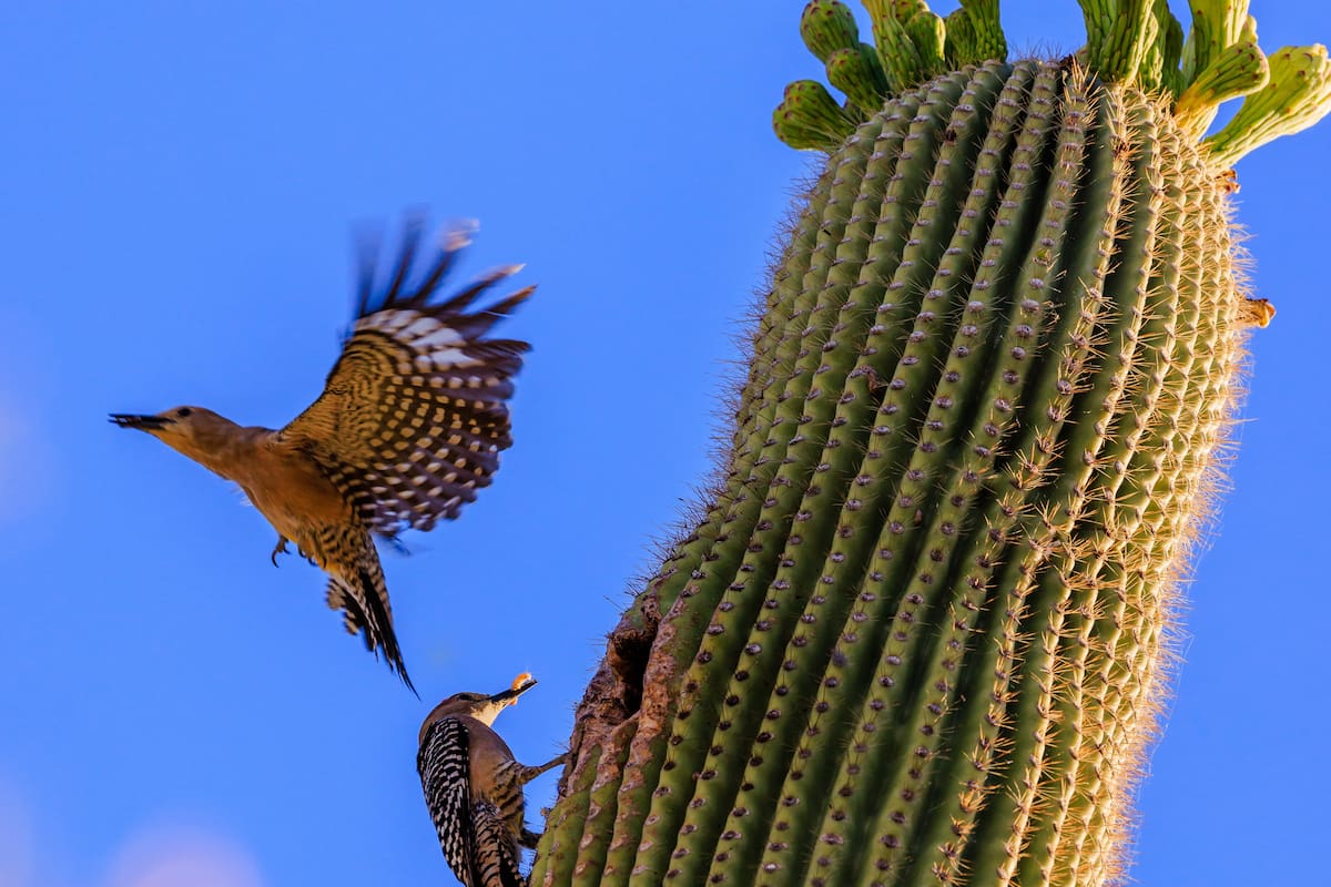 La edición 34 del Southwest Wings, Festival de Observación de Aves y Naturaleza de Verano en Arizona.