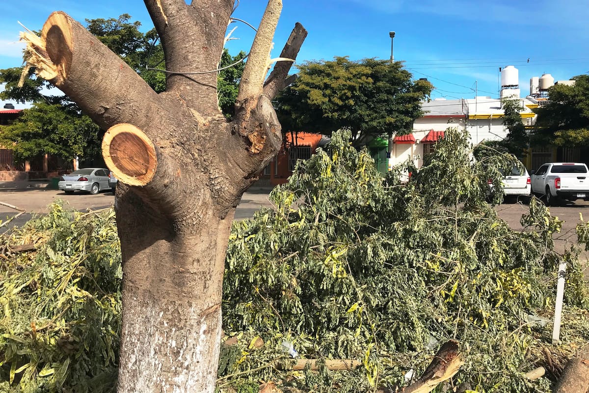 Exigen endurecer sanciones contra los ecocidas