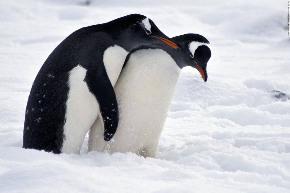 Cambio climático está alterando personalidad de los pingüinos, revela estudio