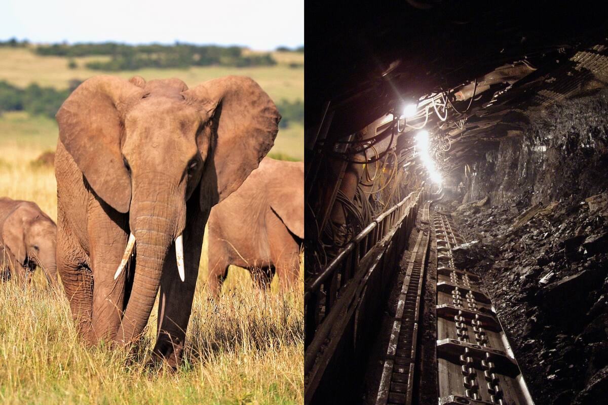 Descubre la historia de los ‘elefantes mineros’