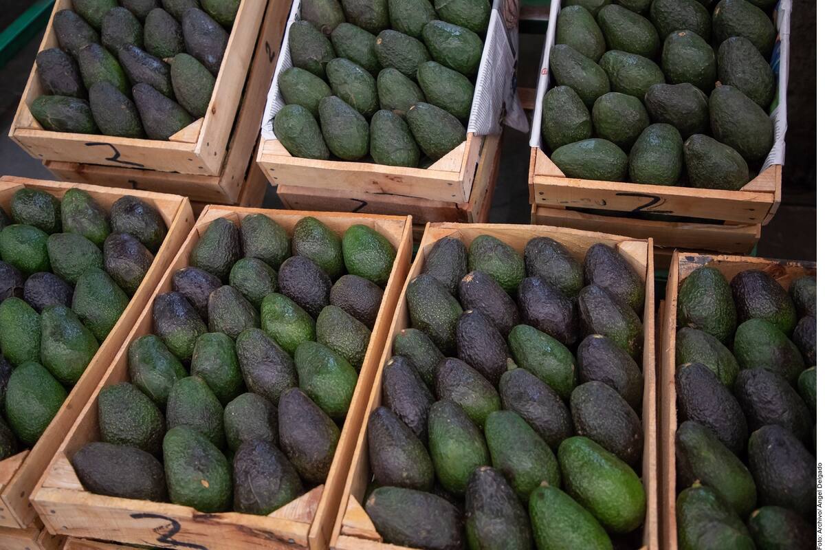 Robán 40 toneladas de aguacate en Michoacán; FGR investiga