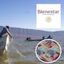 Bienpesca abre nuevo periodo para entregar tarjetas pendientes del Banco del Bienestar del 27 de abril al 22 de mayo y así cobrar el apoyo anual de 8 mil pesos en 2026