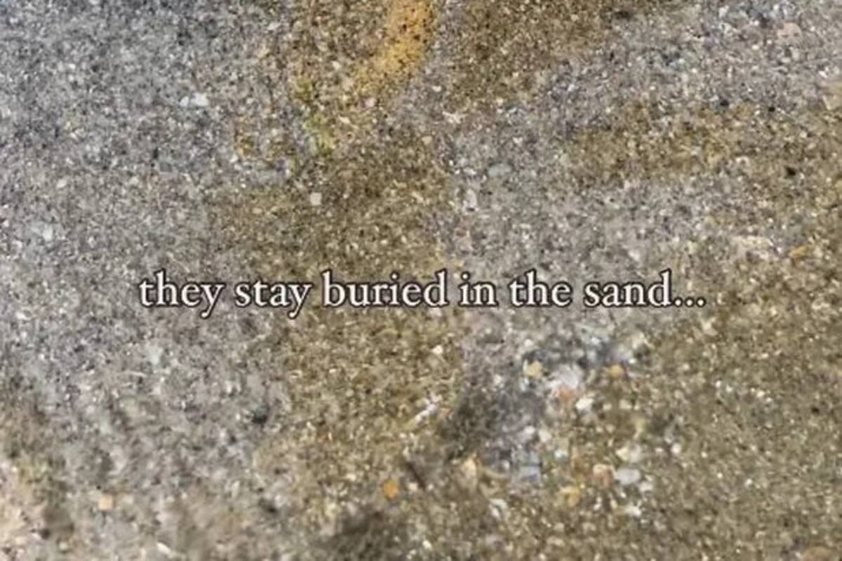 VIDEO: Extraña criatura es encontrada en Playas de Singapur