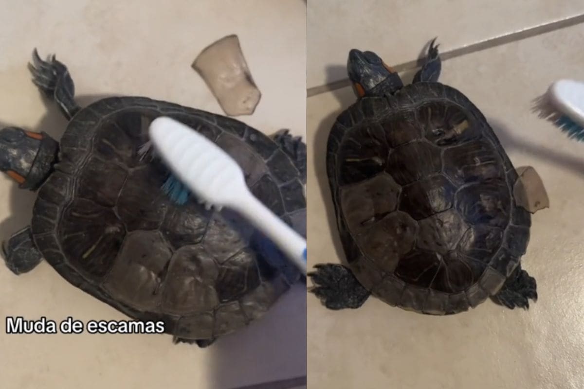 Mujer comparte cómo su tortuga está mudando de escamas y le ayuda a “rascarse”