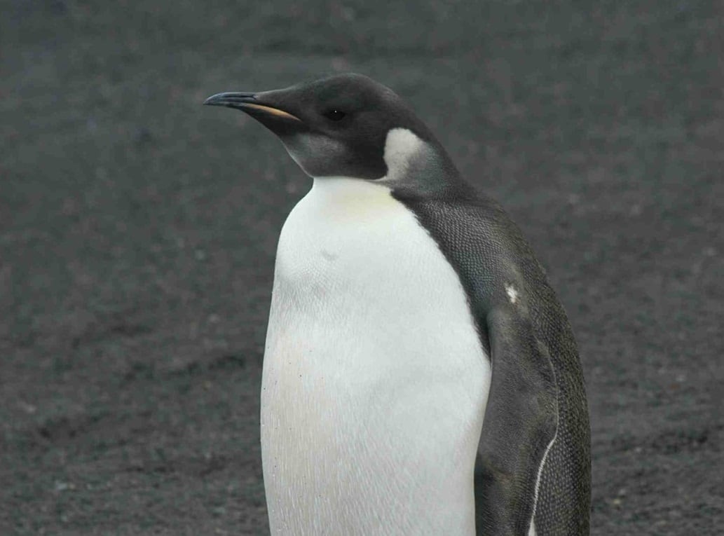 Pingüino emperador en la Antártida. EFE/MG/jgb/Archivo